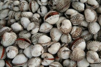 Riau Ekspor 4 Ton Kerang Setiap Hari ke Thailand 
